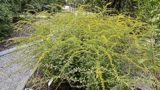 Solidago rugosa 'Fireworks' at the Brunswick Botanical Garden. Photo courtesy of Amy Mead