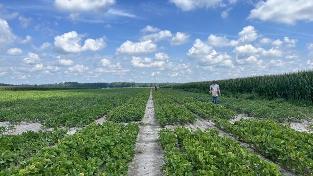 Field with soybean plots and researchers collecting tissue samples.
