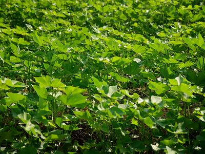 A field of cover crop soybeans growing in the sunshine.