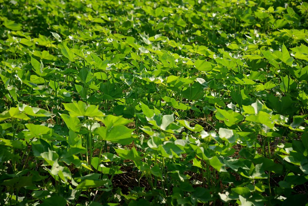 A field of cover crop soybeans growing in the sunshine.