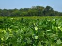 close up of soybean plants in a field