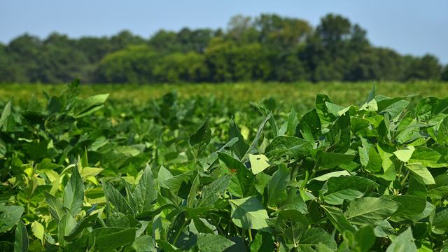 close up of soybean plants in a field