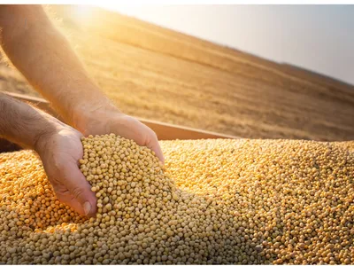Soybeans being poured into an outstretched hand above a pile of soybeans.