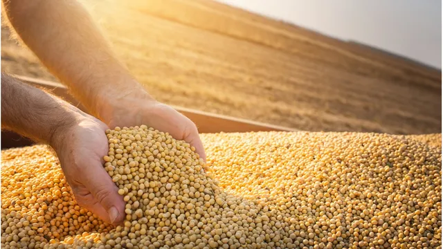 Soybeans being poured into an outstretched hand above a pile of soybeans.