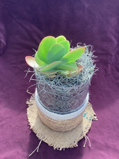 Spanish moss being used to support succulent in vase