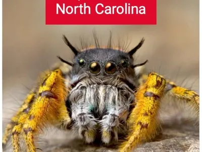 Publication cover. Photo of a jumping spider. Words read, "Spiders of North Carolina. NC State Extension."