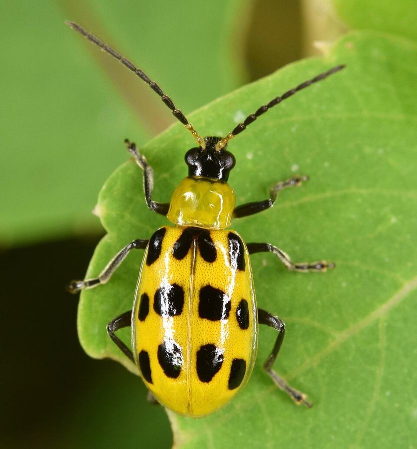 Cucurbit Insects Pests of Cucurbits: Relief for Our Cucumber and Squash? - Chatham ...