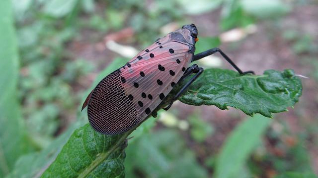 Adult spotted lanternfly on a leaf