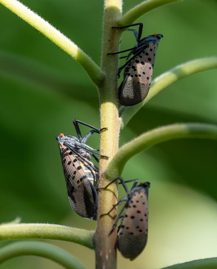 Spotted Lantern Flies in Brooklyn Botanic Garden