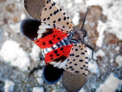 Spotted Lanternfly Displaying Underwing