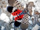 Spotted Lanternfly Displaying Underwing