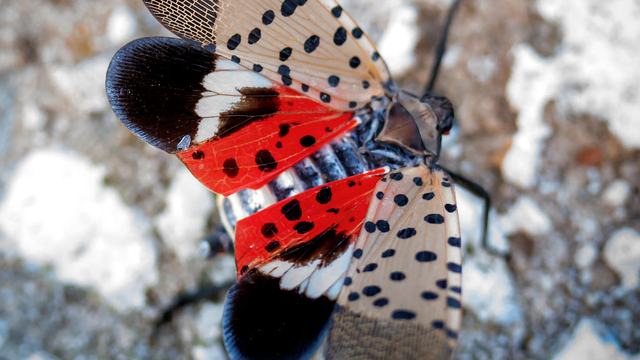 Spotted Lanternfly Displaying Underwing