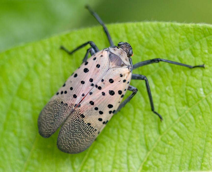 Spotted Lantern Fly in Brooklyn Botanic Garden