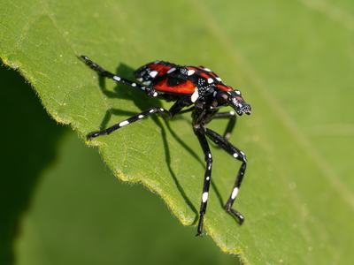 Red, black, and white fourth instar spotted lanternfly nymph.