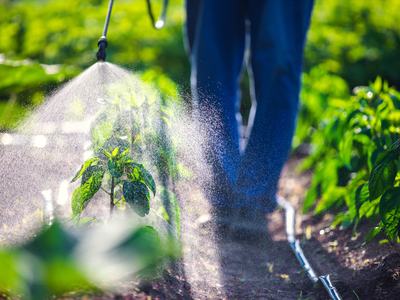 Man walking and spraying plants
