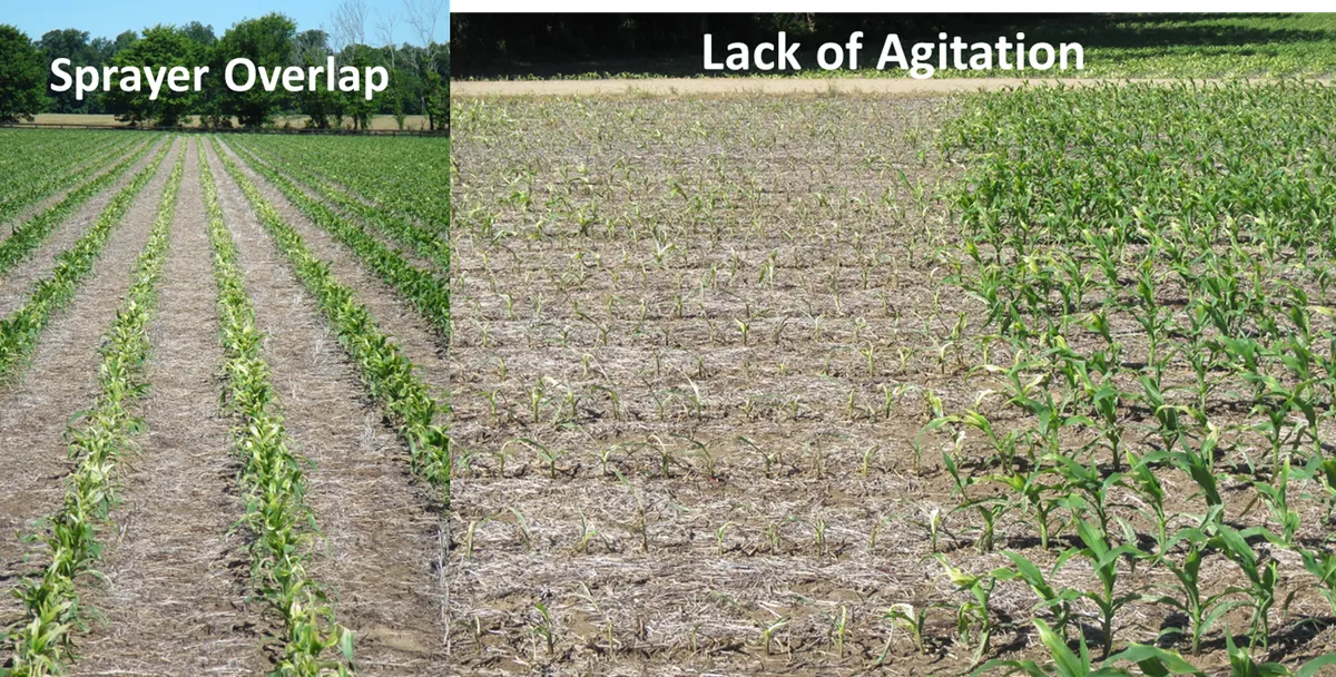 Two side-by-side pictures of pale yellow to white corn caused by a HPPD herbicide. The picture on the left is due to sprayer overlap. The picture on right is due to lack of adequate sprayer agitation.