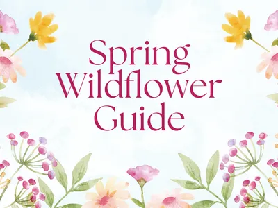A watercolor illustration of various spring wildflowers in shades of pink, yellow, and blue framing the text "Spring Wildflower Guide" in a serif font.