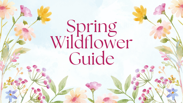 A watercolor illustration of various spring wildflowers in shades of pink, yellow, and blue framing the text "Spring Wildflower Guide" in a serif font.