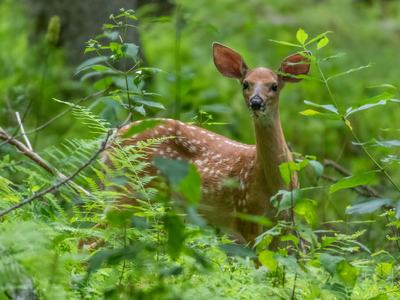 A spotted fawn stands alert among lush green ferns and forest foliage, peering toward the camera.