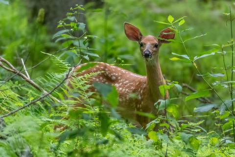 A spotted fawn stands alert among lush green ferns and forest foliage, peering toward the camera.