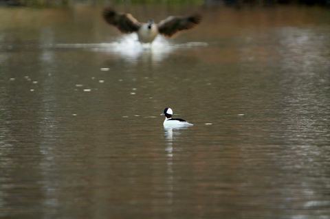 A small black-and-white diving duck with a large white cheek patch floats on calm water while a larger waterbird splashes down behind it, wings outstretched and blurred in the background.