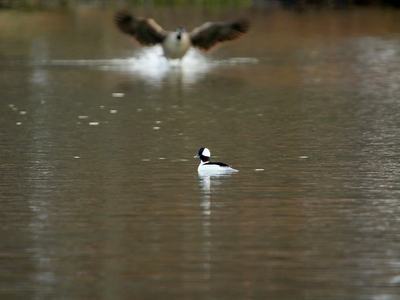A small black-and-white diving duck with a large white cheek patch floats on calm water while a larger waterbird splashes down behind it, wings outstretched and blurred in the background.