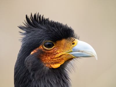 Close-up portrait of a black crested raptor with spiky head feathers, bright orange textured facial skin, an intense dark eye and a pale hooked beak, set against a soft, neutral background.