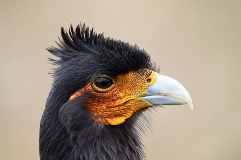 Close-up portrait of a black crested raptor with spiky head feathers, bright orange textured facial skin, an intense dark eye and a pale hooked beak, set against a soft, neutral background.