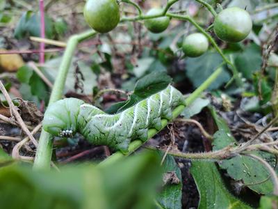 Close-up of a plump green caterpillar with pale diagonal stripes and tiny eye spots crawling along a plant stem amid leaves and clusters of small green berry-like fruits.