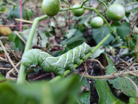 Close-up of a plump green caterpillar with pale diagonal stripes and tiny eye spots crawling along a plant stem amid leaves and clusters of small green berry-like fruits.
