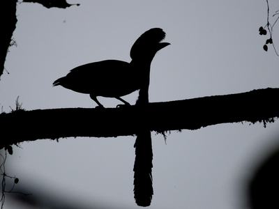 Silhouette of a crested, long‑tailed bird perched on a horizontal tree branch against a pale sky.