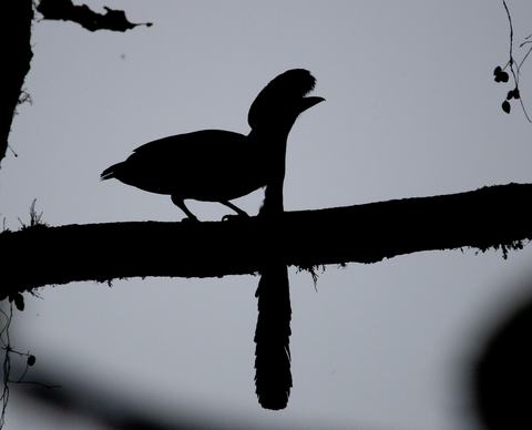Silhouette of a crested, long‑tailed bird perched on a horizontal tree branch against a pale sky.