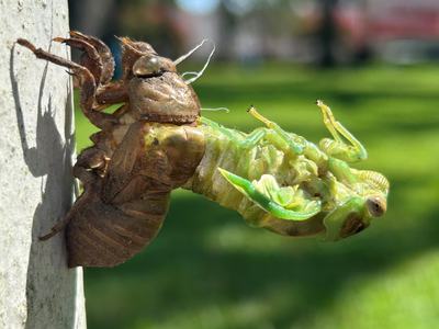 A newly molted green cicada emerging from its brown exoskeleton, clinging to a vertical surface with delicate fresh wings and a blurred grassy park background.