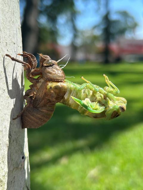 A newly molted green cicada emerging from its brown exoskeleton, clinging to a vertical surface with delicate fresh wings and a blurred grassy park background.