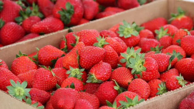 Fresh picked strawberries