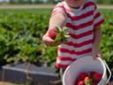 A young child with a basket of freshly picked strawberries in a farm field showing a strawberry they picked.