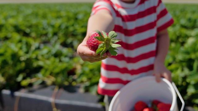 A young child with a basket of freshly picked strawberries in a farm field showing a strawberry they picked.