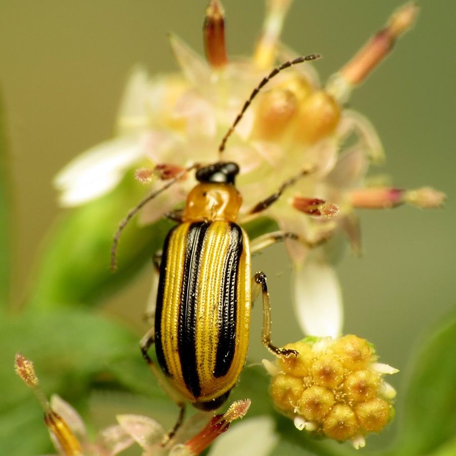 Cucurbit Insects Pests of Cucurbits: Relief for Our Cucumber and Squash? - Chatham ...