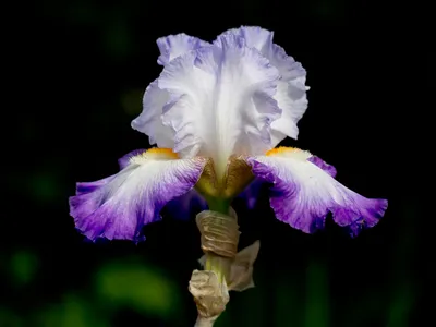 Bearded Iris