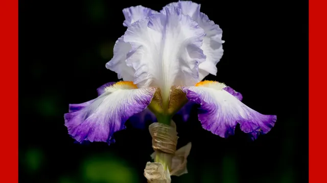 Bearded Iris