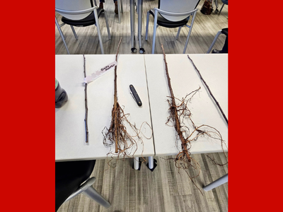 Apple grafting materials laid out on a classroom table, including scion wood, Bud-9 apple rootstock with exposed roots, a grafting knife, and labeled plant cuttings used during a tree grafting workshop.