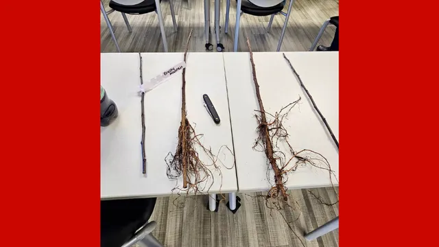 Apple grafting materials laid out on a classroom table, including scion wood, Bud-9 apple rootstock with exposed roots, a grafting knife, and labeled plant cuttings used during a tree grafting workshop.