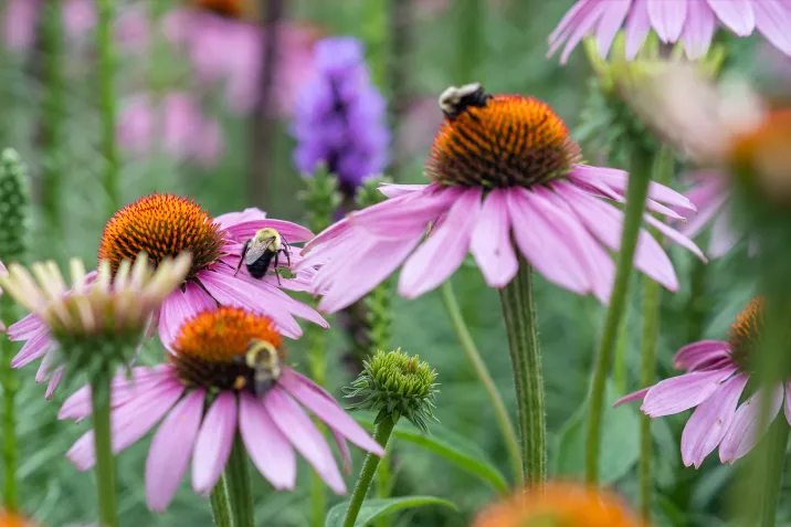 Purple Coneflower with bees