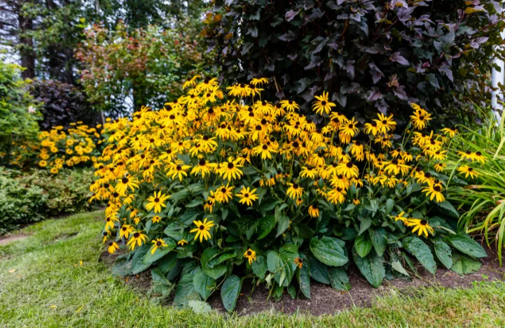 Black eyed susan in landscape