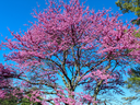Redbud tree in bloom