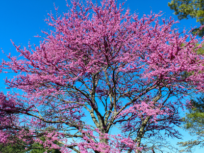 Redbud tree in bloom