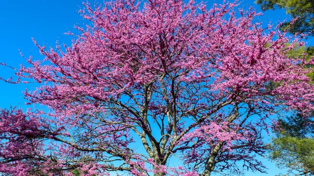 Redbud tree in bloom