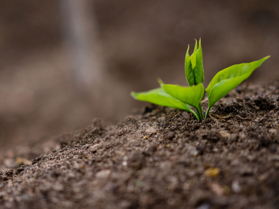 A small green seedling with fresh leaves emerging from loose, brown soil, set against a softly blurred natural background.