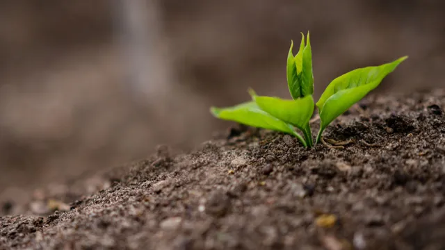 A small green seedling with fresh leaves emerging from loose, brown soil, set against a softly blurred natural background.