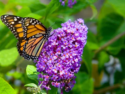 Monarch butterfly on butterfly bush flower